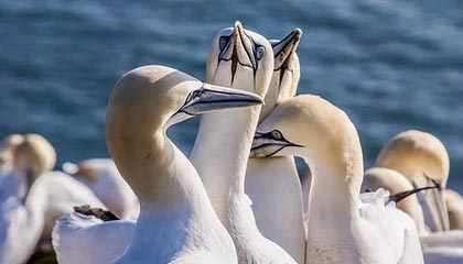 九游jiuyou-阿尔阿赫利替补阵容贡献稳定，艾尔阿赫利