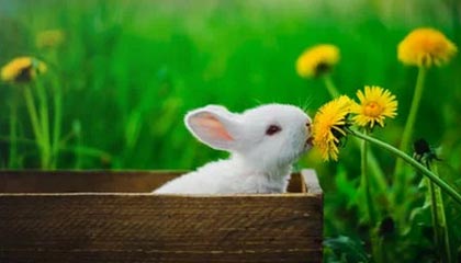 九游电脑版-伊朗门将创下冬奥扑救纪录，伊朗想申办冬奥会