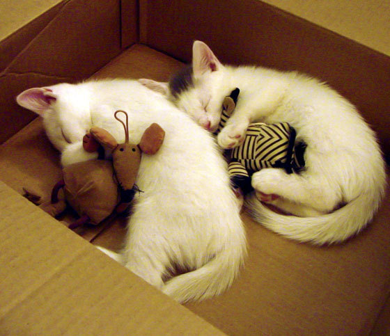 JIUYOU GAMING-国家男篮通过视频回看加强战术学习和复盘，男篮国家队视频