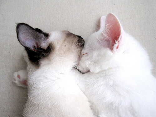 九游网-球队是否需要在节奏变化中设定应急战术流程，球队机制