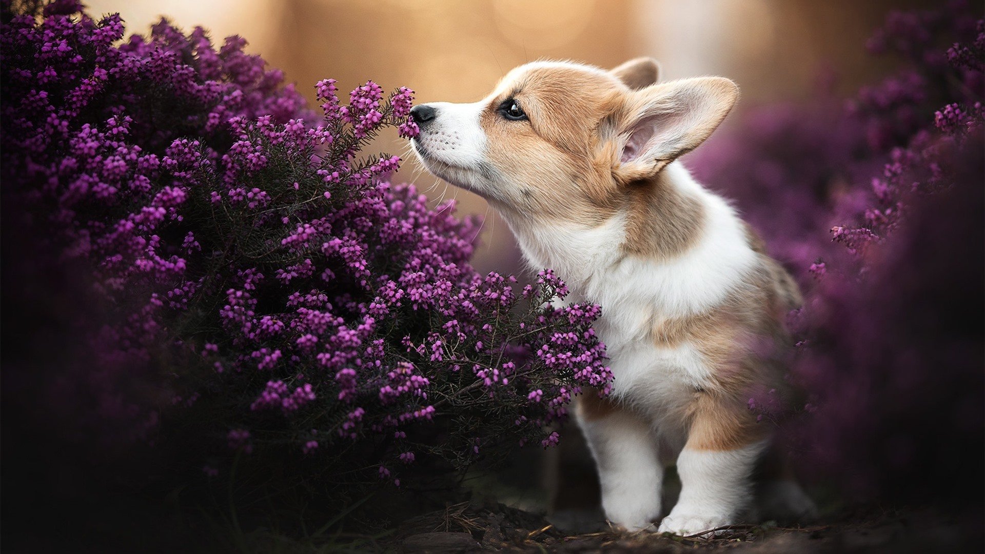 中国足球青少年足球夏令营报名火爆,全国青少年校园足球夏令营活动