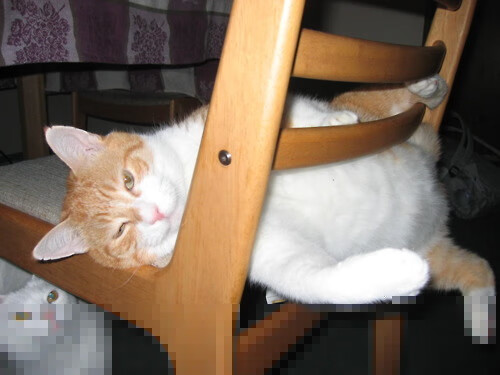 九游网页版官网入口-新西兰男队的阵容深度与未来规划，挑战传统强队，新西兰篮球队队员名单