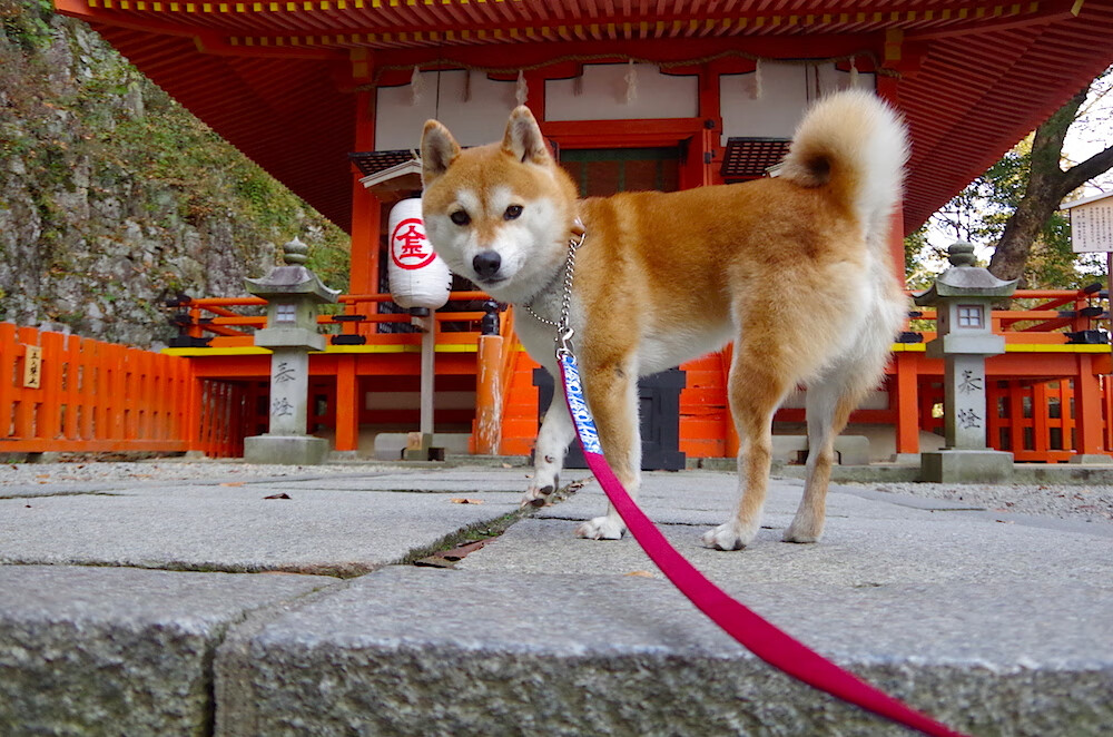 JiuyouAPP下载-特色足球故事拍摄系列剧受到青少年群体广泛关注，足球主题摄影