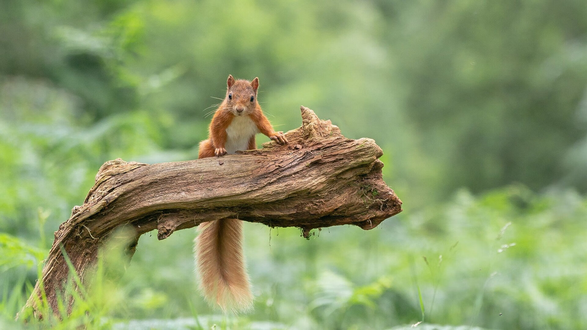 九游网页版官网-球队采取分段控节奏打法成功遏制对方多次快速反击机会，球队分档是什么意思